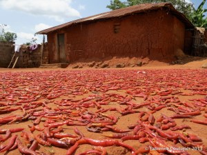 Chauds, les piments!
