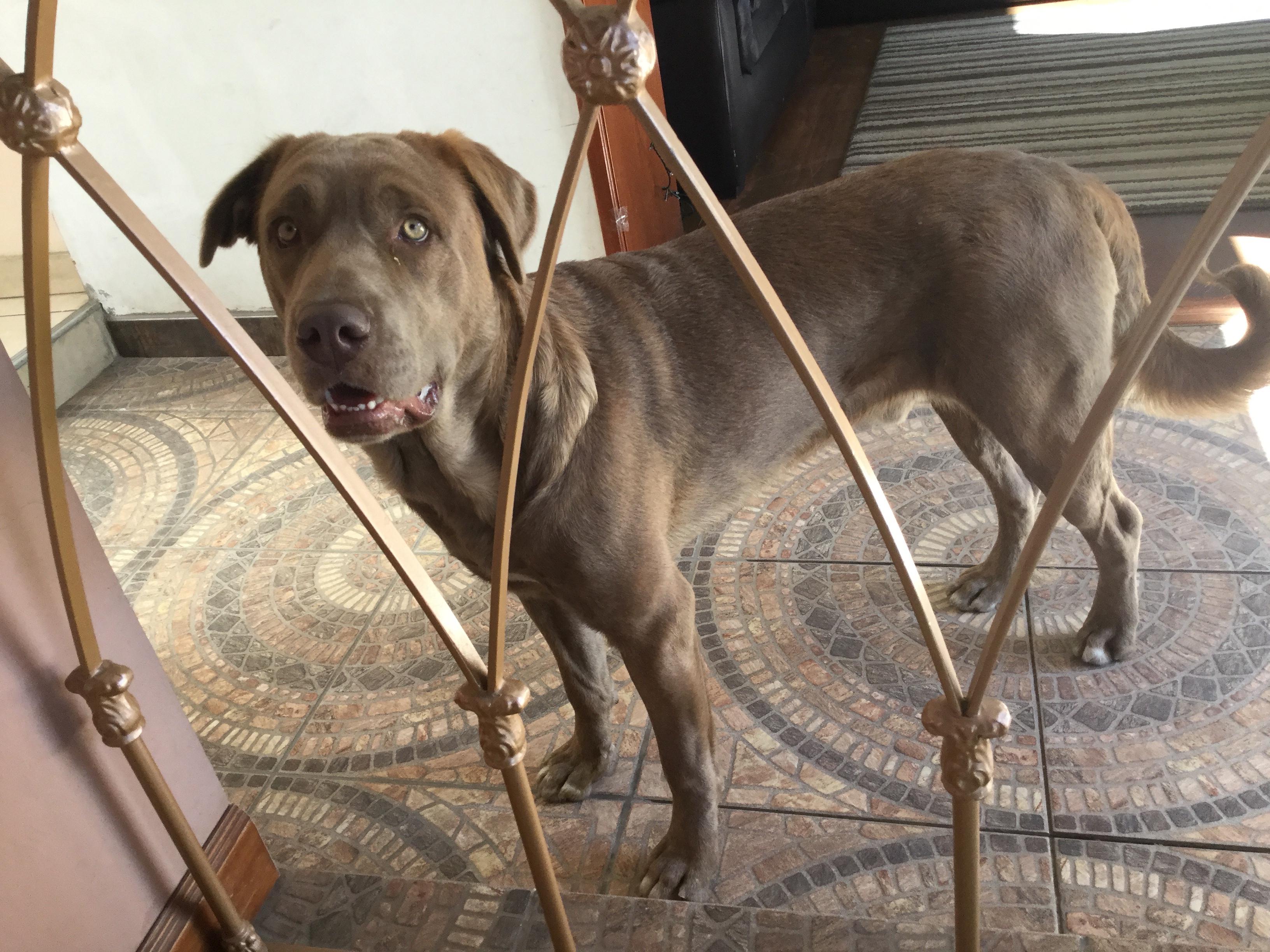 Celui-ci, c’est le boss de mon hôtel.